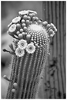 Detail of saguaro arm with flowers. Saguaro National Park ( black and white)