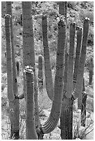 Saguarao arms topped by creamy white flowers. Saguaro National Park, Arizona, USA. (black and white)