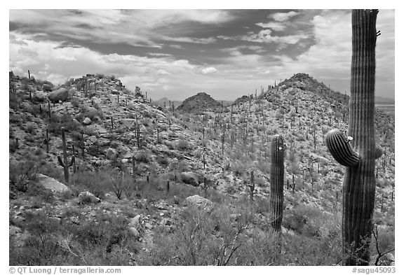 Saguaro forest on mountain slopes. Saguaro National Park (black and white)