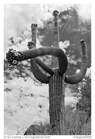 Four-armed saguaro in bloom. Saguaro National Park (black and white)