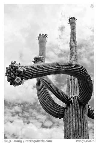 Saguaro with twisted arm and flowers. Saguaro National Park (black and white)