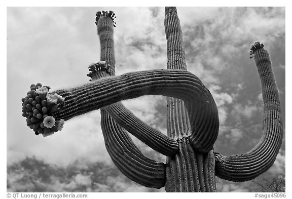 Giant saguaro with blooms on tip of arms. Saguaro National Park (black and white)