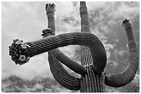 Giant saguaro with blooms on tip of arms. Saguaro National Park ( black and white)