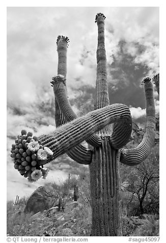 Giant saguaro cactus with flowers on curving arm. Saguaro National Park (black and white)