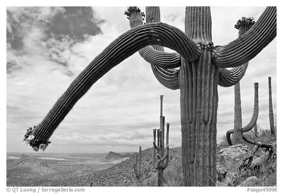 Desert landscape framed by saguaro cactus. Saguaro National Park (black and white)