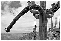 Desert landscape framed by saguaro cactus. Saguaro National Park ( black and white)