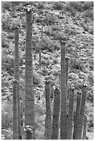 Tops of saguaro cactus with blooms. Saguaro National Park ( black and white)