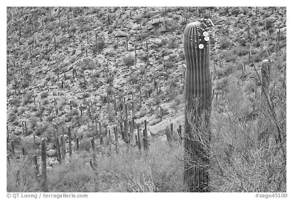 Palo Verde and saguaro with flowers. Saguaro National Park (black and white)