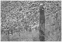Palo Verde and saguaro with flowers. Saguaro National Park ( black and white)