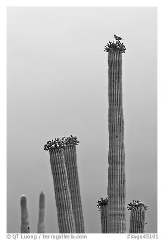 Woodpecker perched on top of saguaro cactus. Saguaro National Park (black and white)