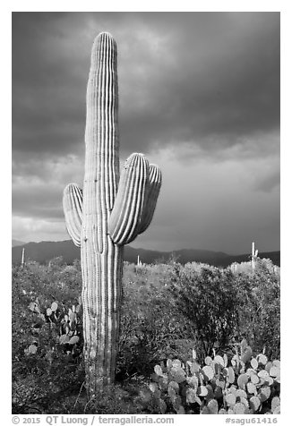 Saguaro cactus and stormy skies, Rincon Mountain District. Saguaro National Park (black and white)