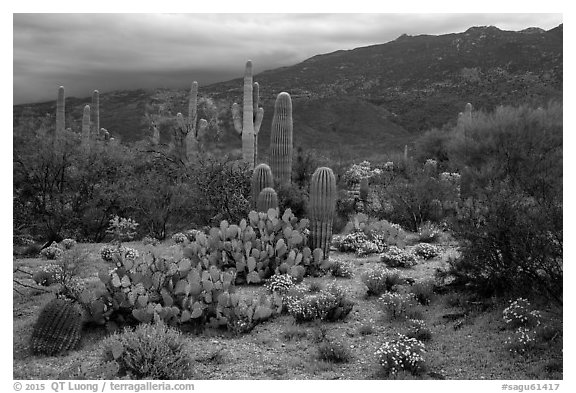 Cactus and cloudy Rincon Mountains, Rincon Mountain District. Saguaro National Park (black and white)