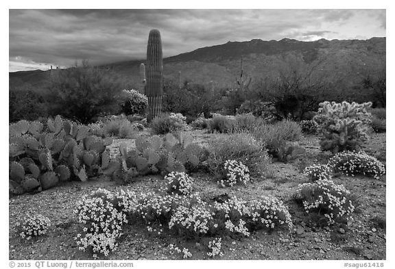 Desert Zinnia flowers and Rincon Mountains. Saguaro National Park (black and white)
