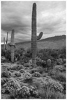 Desert Zinnia flowers and Saguaro Cacti, Rincon Mountain District. Saguaro National Park ( black and white)