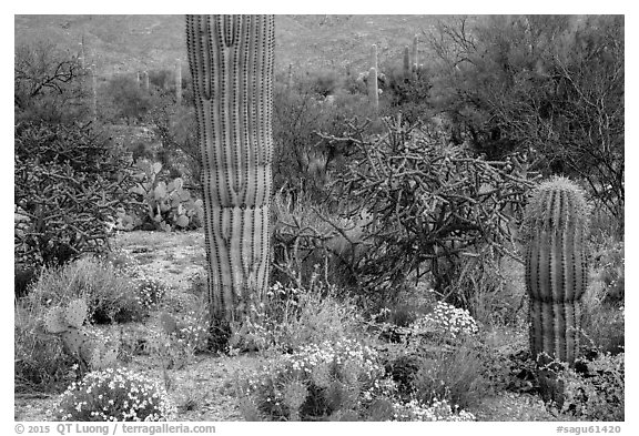 Desert wildflowers and cacti, Rincon Mountain District. Saguaro National Park (black and white)