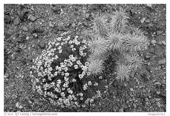 Close-up of cactus and Desert Zinnia, Rincon Mountain District. Saguaro National Park (black and white)
