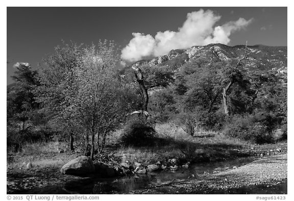 Decidious trees, Miller Creek and Rincon mountains. Saguaro National Park (black and white)