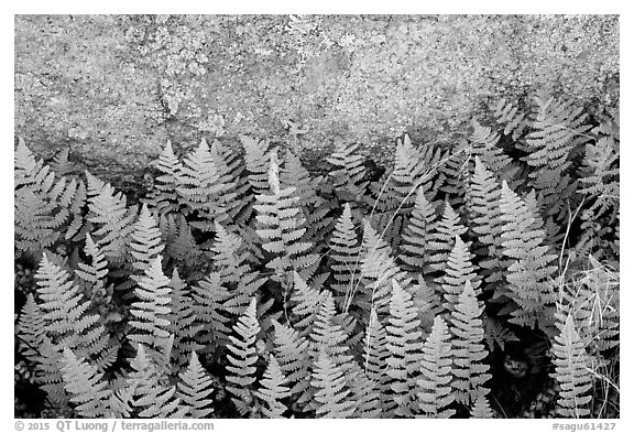 Close-up of ferns and lichen, Rincon Mountain District. Saguaro National Park (black and white)