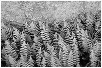 Close-up of ferns and lichen, Rincon Mountain District. Saguaro National Park ( black and white)