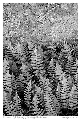 Ferns and lichen on boulder, Rincon Mountain District. Saguaro National Park (black and white)