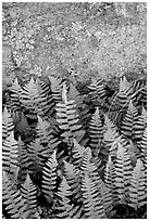 Ferns and lichen on boulder, Rincon Mountain District. Saguaro National Park ( black and white)