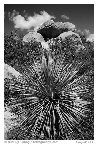 Sotol and balanced rock, Rincon Mountain District. Saguaro National Park (black and white)