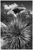 Sotol and balanced rock, Rincon Mountain District. Saguaro National Park ( black and white)