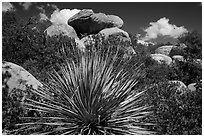 Sotol and boulders, Rincon Mountain District. Saguaro National Park ( black and white)