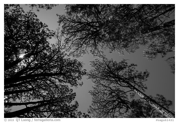 Looking up pine trees, Happy Valley, Rincon Mountain District. Saguaro National Park (black and white)