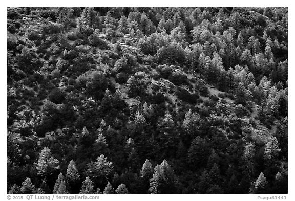 Pine trees from Rincon Peak. Saguaro National Park (black and white)