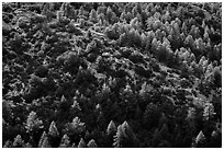 Pine trees from Rincon Peak. Saguaro National Park ( black and white)
