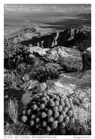 Cactus growing at 8,000 feet on Rincon Peak. Saguaro National Park (black and white)