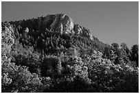Rincon Peak rising above pine forests. Saguaro National Park ( black and white)