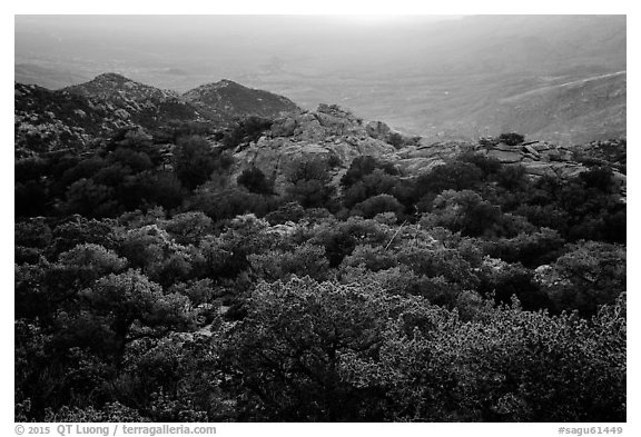 Chaparral at sunset, Rincon Mountain District. Saguaro National Park (black and white)