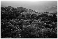 Chaparral at sunset, Rincon Mountain District. Saguaro National Park ( black and white)