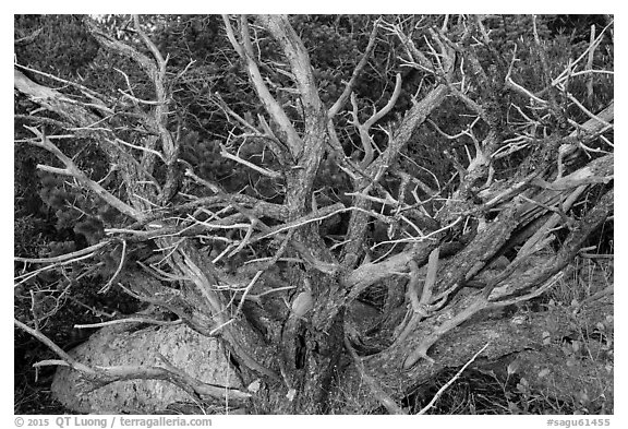 Juniper, Rincon Mountain District. Saguaro National Park (black and white)