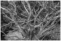 Juniper, Rincon Mountain District. Saguaro National Park ( black and white)