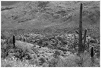 Cactus and brittlebush in bloom, Rincon Mountain District. Saguaro National Park ( black and white)