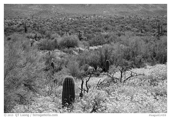Desert hillsides covered by brittlebush in bloom, Rincon Mountain District. Saguaro National Park (black and white)