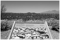 Good neighbors interpretive sign. Saguaro National Park ( black and white)