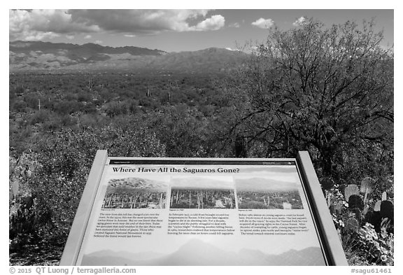 Where have all the saguaro gone interpretive sign. Saguaro National Park (black and white)