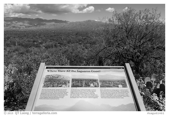 Where have all the saguaro gone interpretive sign. Saguaro National Park (black and white)
