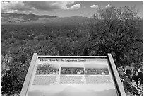 Where have all the saguaro gone interpretive sign. Saguaro National Park ( black and white)