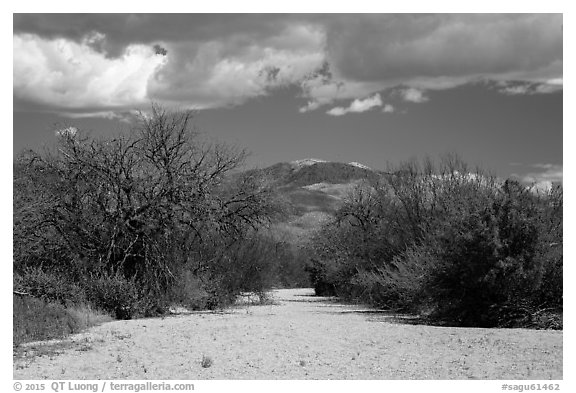 Dry wash, Rincon Mountain District. Saguaro National Park (black and white)