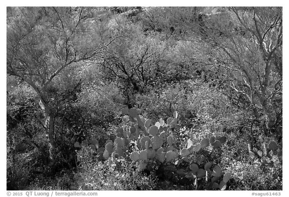 Close-up of desert plants with sun in the spring, Rincon Mountain District. Saguaro National Park (black and white)