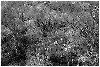 Close-up of desert plants with sun in the spring, Rincon Mountain District. Saguaro National Park ( black and white)