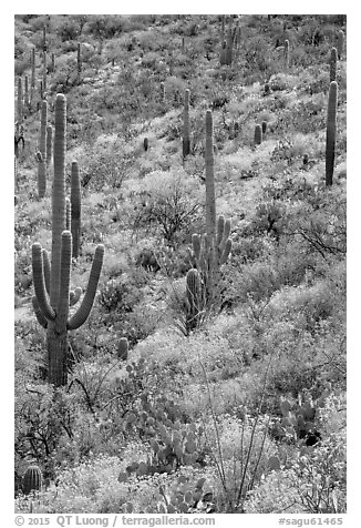 Slope with Saguaro cacti and brittlebush, Rincon Mountain District. Saguaro National Park (black and white)