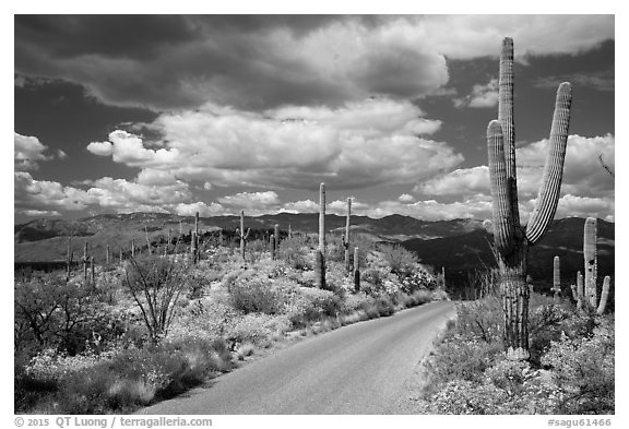 Cactus forest Loop Drive. Saguaro National Park (black and white)