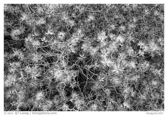 Close-up of blooming desert bush, Rincon Mountain District. Saguaro National Park (black and white)