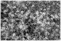 Close-up of blooming desert bush, Rincon Mountain District. Saguaro National Park ( black and white)